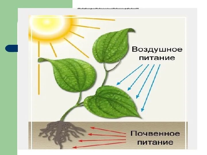 Тест по теме фотосинтез 6 класс биология. Общая система питания растений рисунок 6 класс. Схема питания растений 5 класс биология. Процесс питания растений. Почвенное и воздушное питание растений.