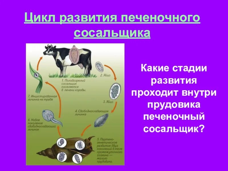 Стадии развития печеночного сосальщика начиная. Цикл развития печеночного сосальщика. Стадии цикла развития печеночного сосальщика. Стадии развития печеночного сосальщика биология 7 класс. Жизненный цикл сосальщики 7 класс биология.