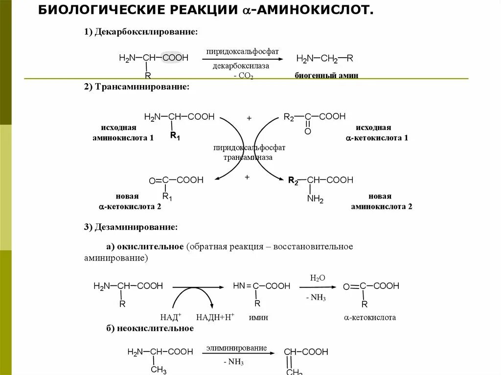 Биологические реакции. Реакции в биологии. Биологический реакция аминокислот. Типы реакций в биологии. Белки характерные реакции