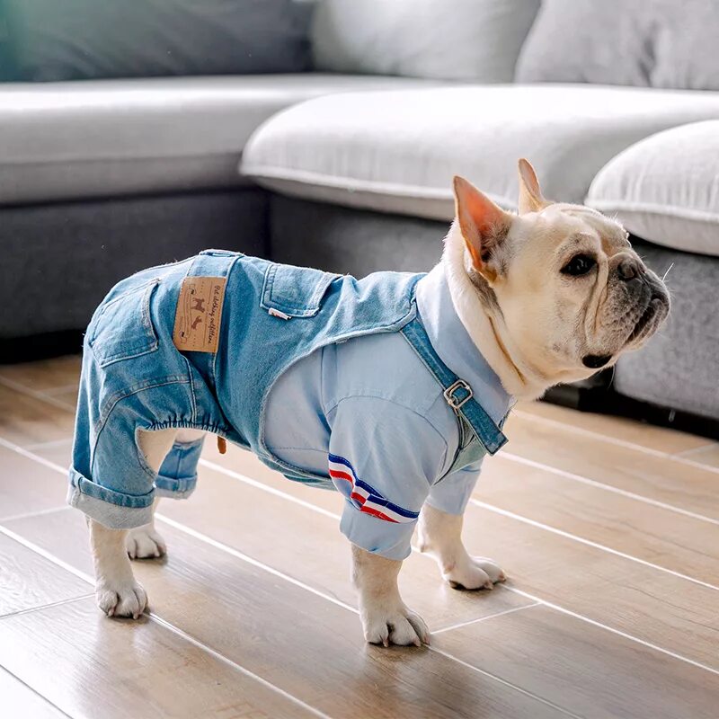 Догс одежда для собак. Frenchie одежда для собак. одежда для собак французский бульдог. одежда для французского бульдога. комбинезон для французского бульдога.