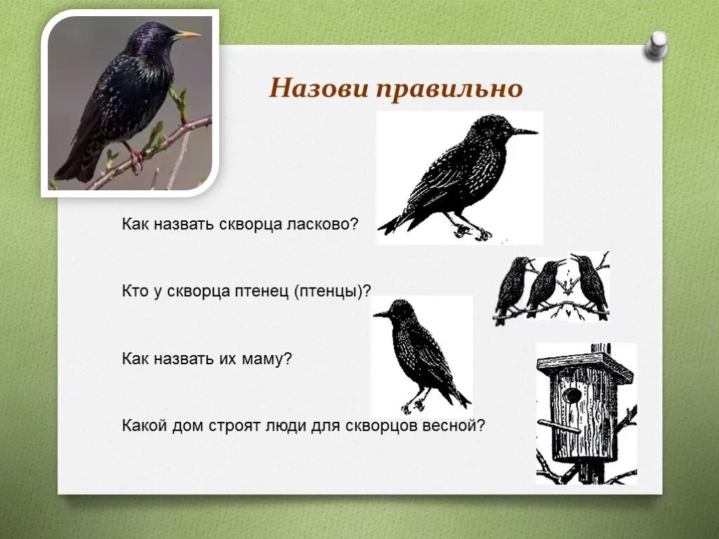 Скворец количество звуков. Загадка про скворечник для дошкольников. Скворец для дошкольников. Загадка про скворца. Загадка про скворца для детей.