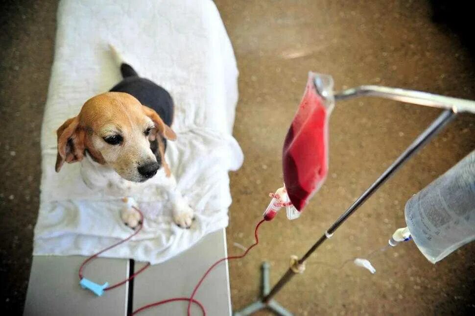 Собака пьет кровь. Гемотрансфузия у животных.