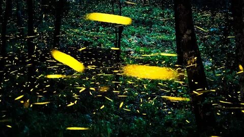 Fireflies ai