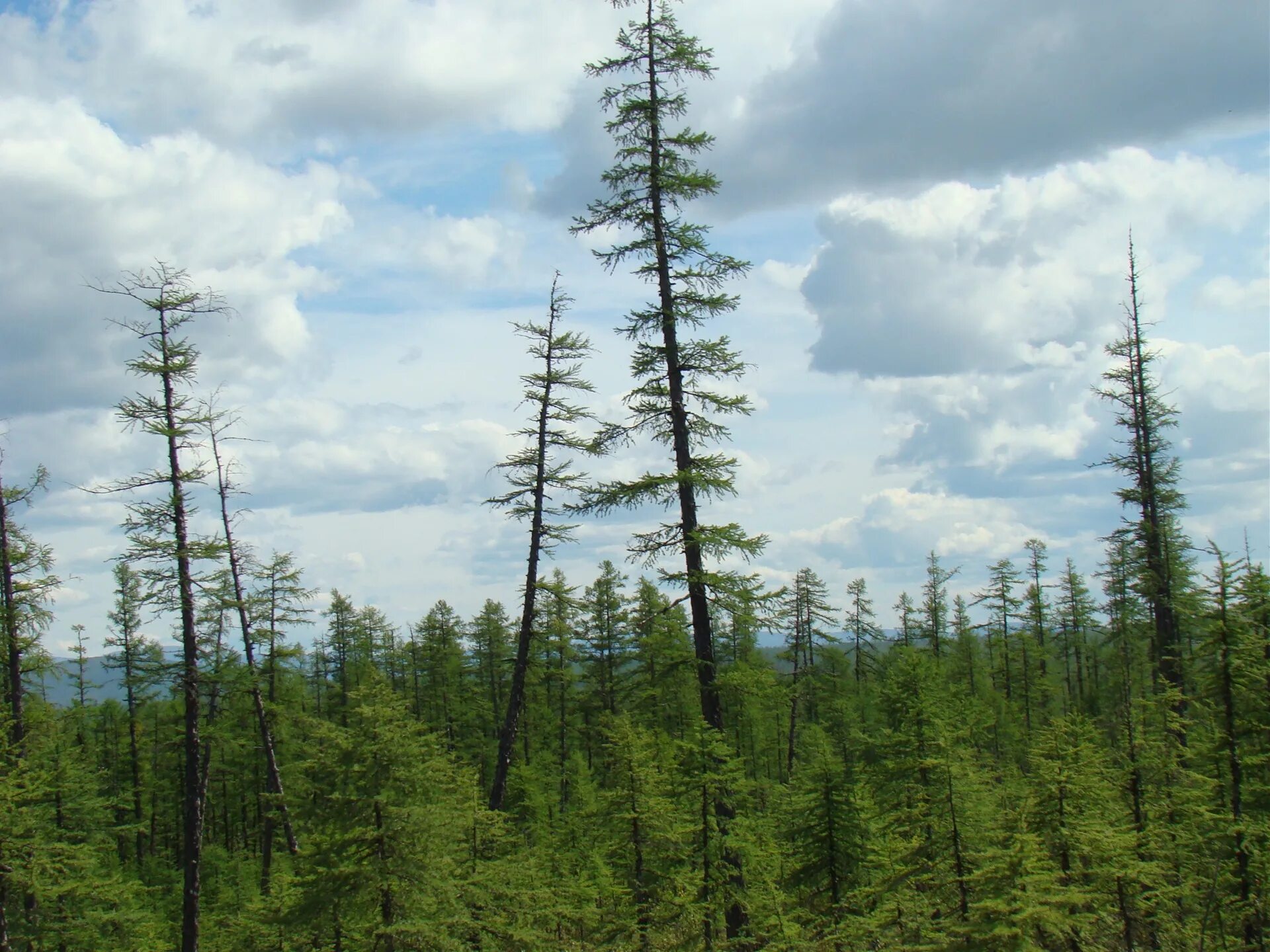 бореальные леса северной америки. породы тайги. лиственничная тайга лес якутия. пихтово-кедровая черневая тайга. породы тайги.