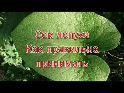 Сок листья лопуха польза