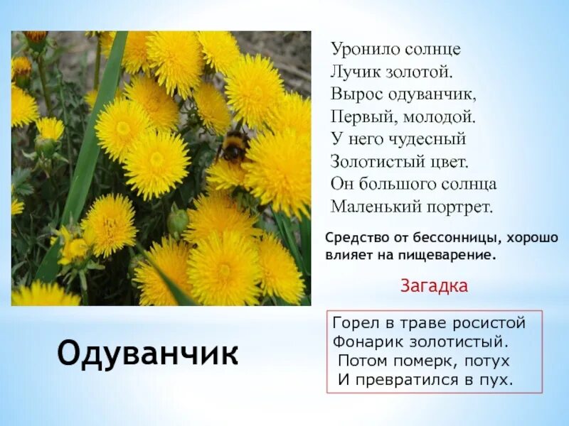 Рассказ цветок солнца. Загадка про одуванчик для детей. Стих про одуванчик. Стишок про одуванчик для малышей. Стихи о лекарственных растениях.