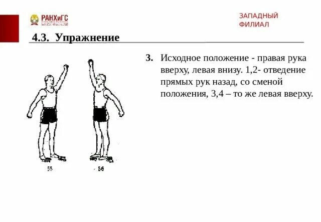 Рывки руками назад. Рывки руками вверх вниз. Круговые махи руками. Правая рука вверху левая внизу рывки руками. Упражнение рывки руками в стороны.
