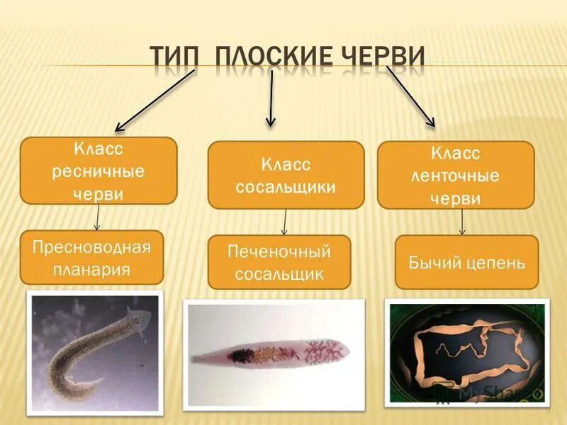 Плоские черви дыхательная система. Тип свободноживущие черви. Тип свободноживущие черви. Свобододноживущие плоские черви. Круглые черви свободноживущие и паразиты.