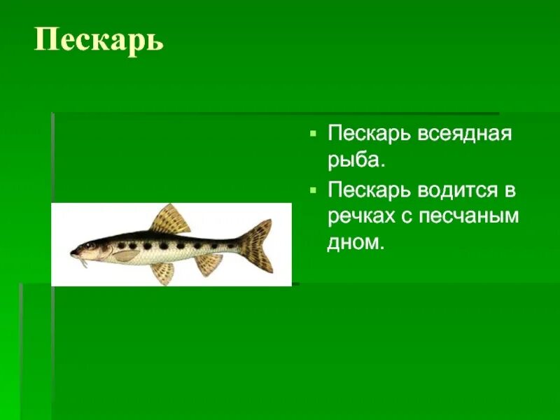 Почему численность растительноядных рыб. Всеядные рыбы. Пескарь презентация. Пескарь описание. Пескарь краткое описание.