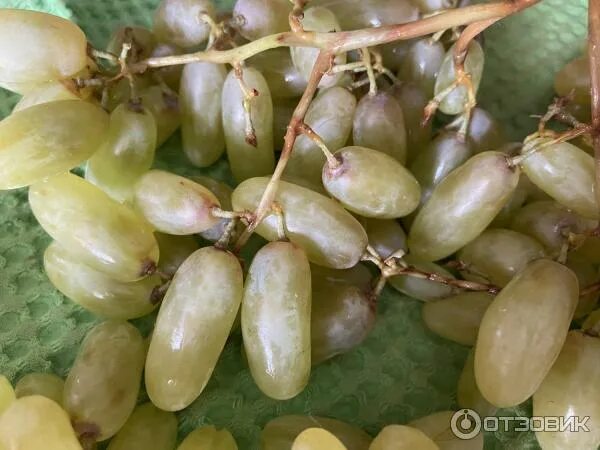 Виноград "Хусайне келин бармак". Сезон 2019 (Grapes "Husayn Kelin Barmak". Seaso