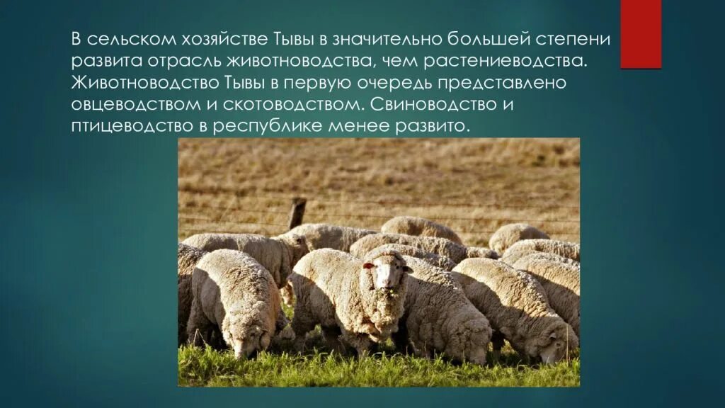 Овцеводство отрасль специализации. Овцеводство в Республике Тыва. Сельское хозяйство животноводство. Отрасли животноводства. Проект сельское хозяйство.