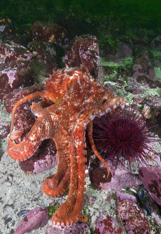 Осьминог гигант. Осьминог дофлейна гигантский. тихоокеанский осьминог enteroctopus dofleini. гигантский осьминог (enteroctopus dofleini). дальневосточный морской заповедник гигантский осьминог.