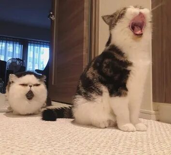 Кот зу