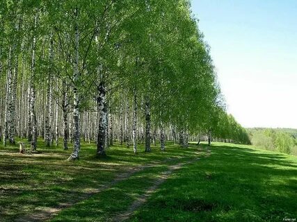 Березовая роща 70