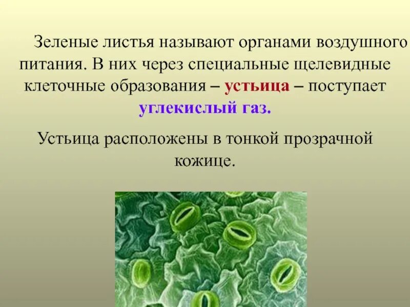 Почему лист зеленых растений называют органом воздушного. Лист орган воздушного питания. почему лист зеленых растений называют органом воздушного питания. лист орган воздушного питания фотосинтез. зелёный лист орган воздушного питания растений.