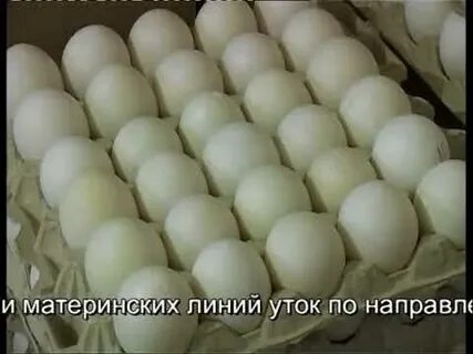 Благоварская птицефабрика