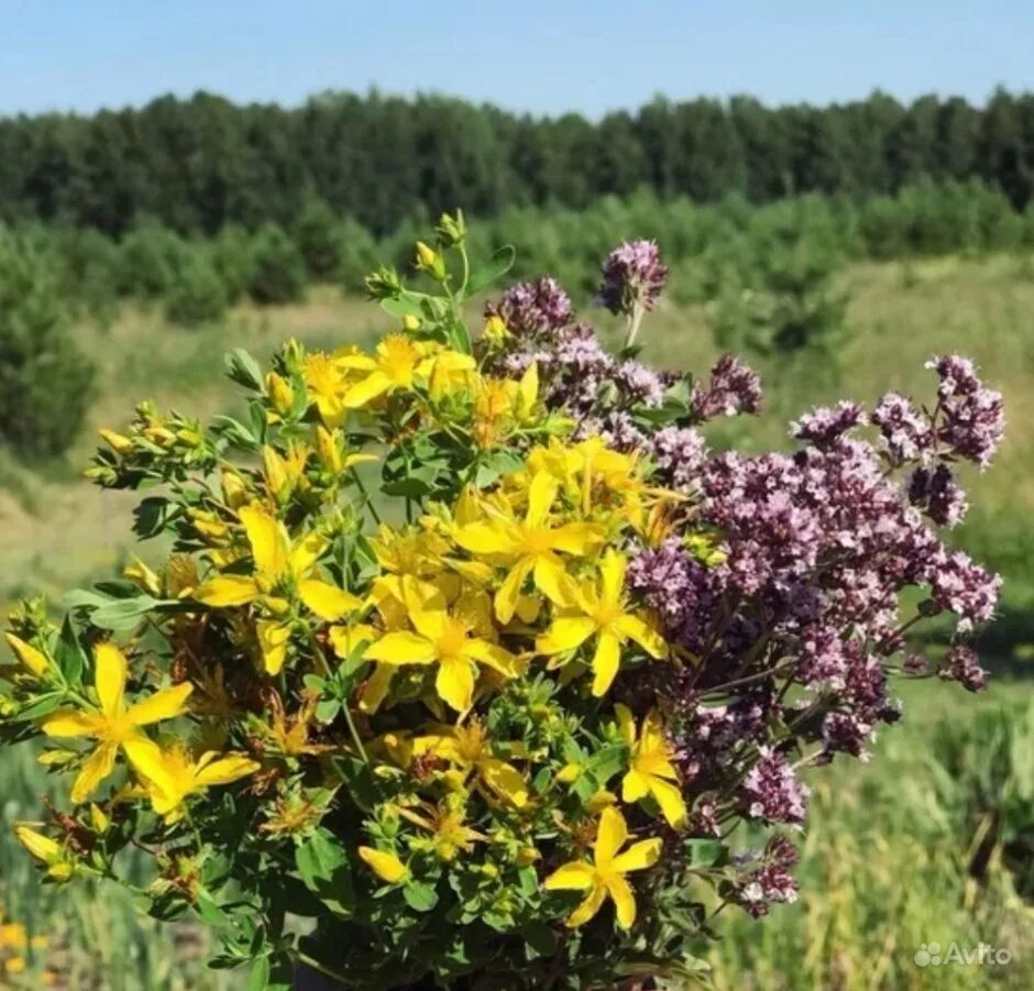 Зверобой время. Зверобой душица чабрец. Зверобой душица мята. Душица Клевер зверобой. Зверобой Ромашка душица.