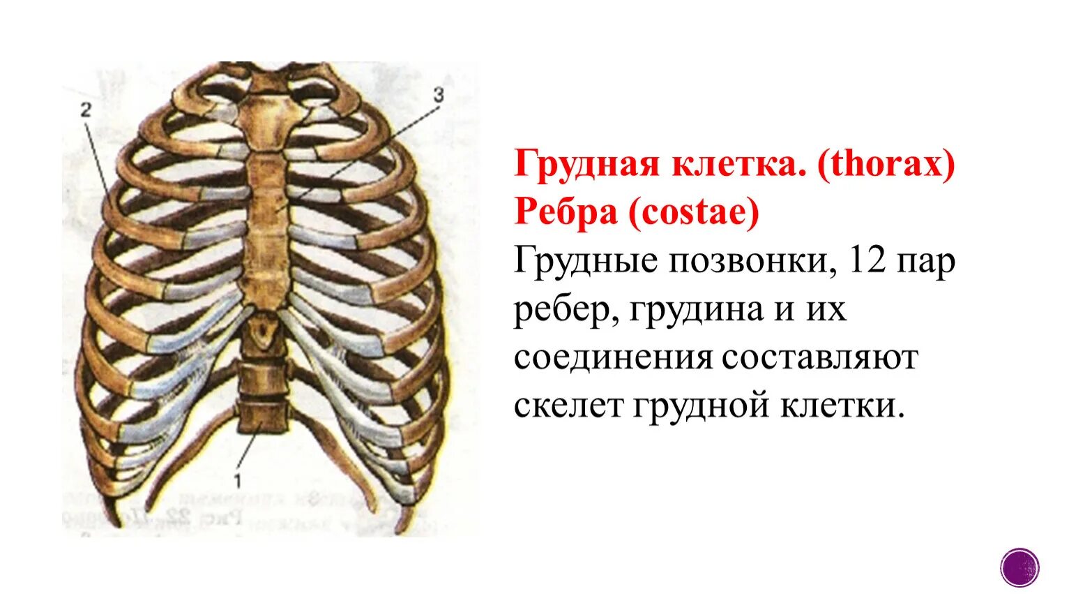 Кости грудной клетки анатомия. Анатомия ребер грудной клетки. Анатомия скелет грудной клетки ребра Грудина. Анатомия человека грудная клетка ребра.