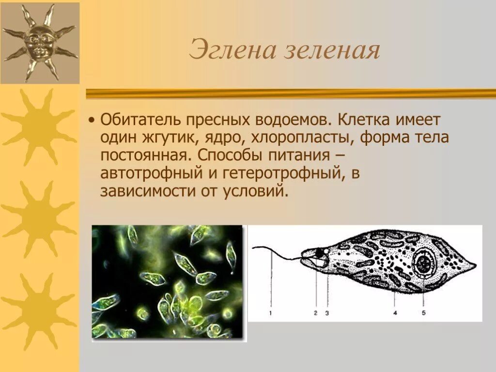 Хлоропласты жгутики. Тип Саркожгутиконосцы класс жгутиковые. Многообразие простейших. Форма тела простейших. Простейшие обладающие жгутиками.