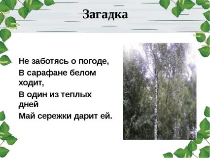 Белая береза ответы