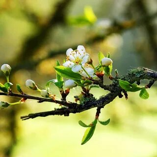 Загрузить обои природа, макро, весна, цветки, ветвь, nature, macro, spring,...