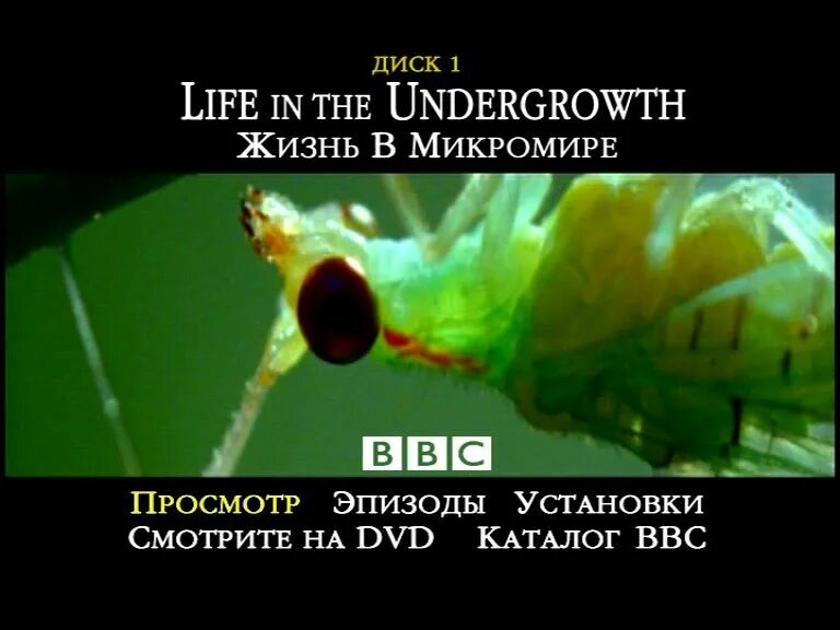 Bbc жизнь в микромире. Микромир документальный фильм. ввс жизнь в микромире dvd. фильмы ввс жизнь в микромире.