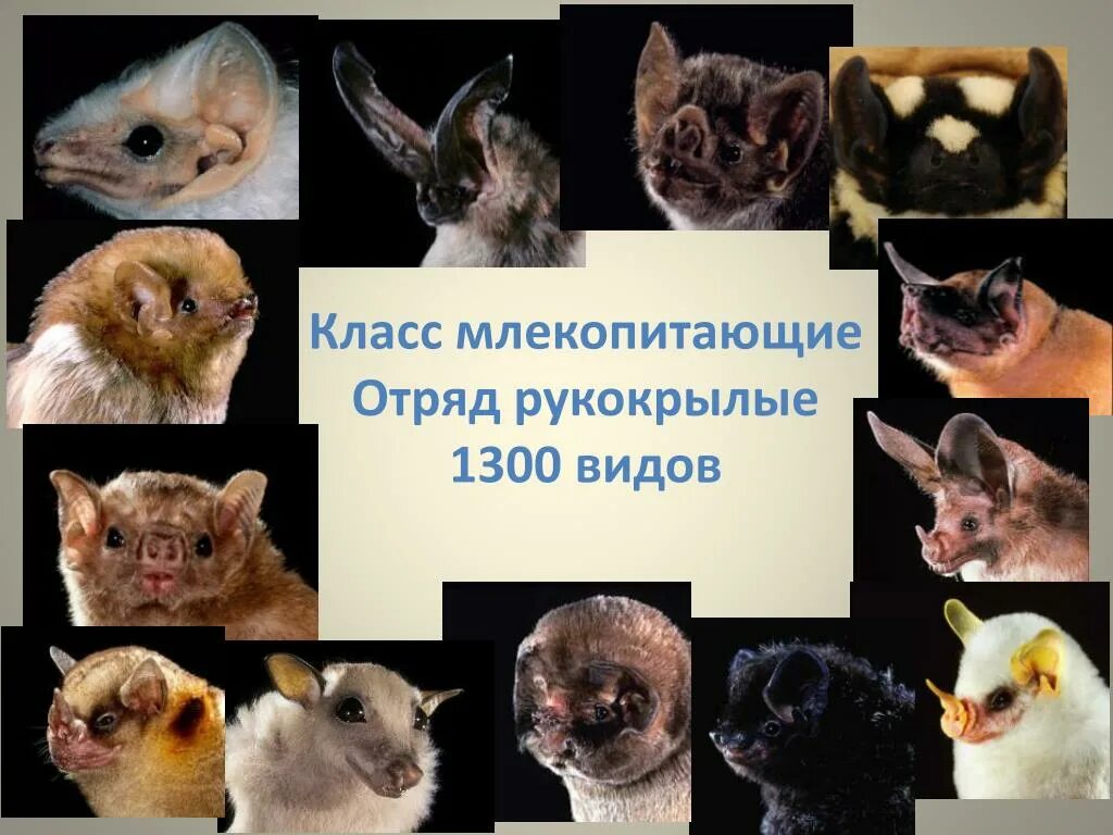 Отряды млекопитающих. Отряды млекопитающих