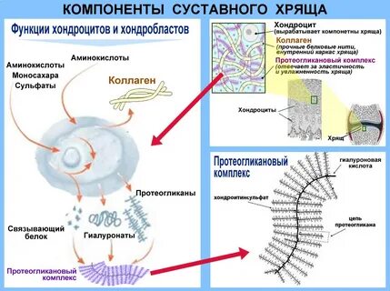 Пептиды для суставов и хрящевых тканей