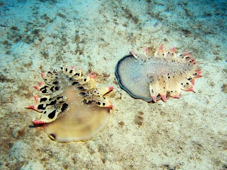 Моллюски средиземного моря. Морские брюхоногие моллюски. Моллюск жемчужница европейская. Тридакна моллюск в красном море. Моллюски средиземного моря.