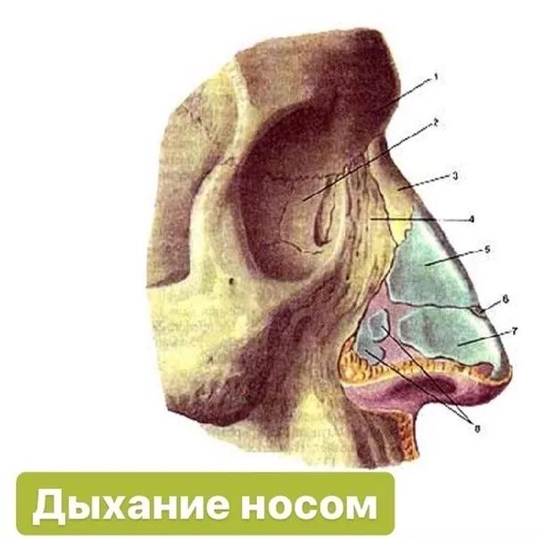 Строение наружного носа. Кости и хрящи носа анатомия. Анатомия носа хрящи носа. Наружный нос хрящи анатомия. Хрящи носа анатомия строение.