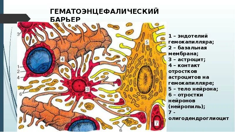 Барьеры гистология