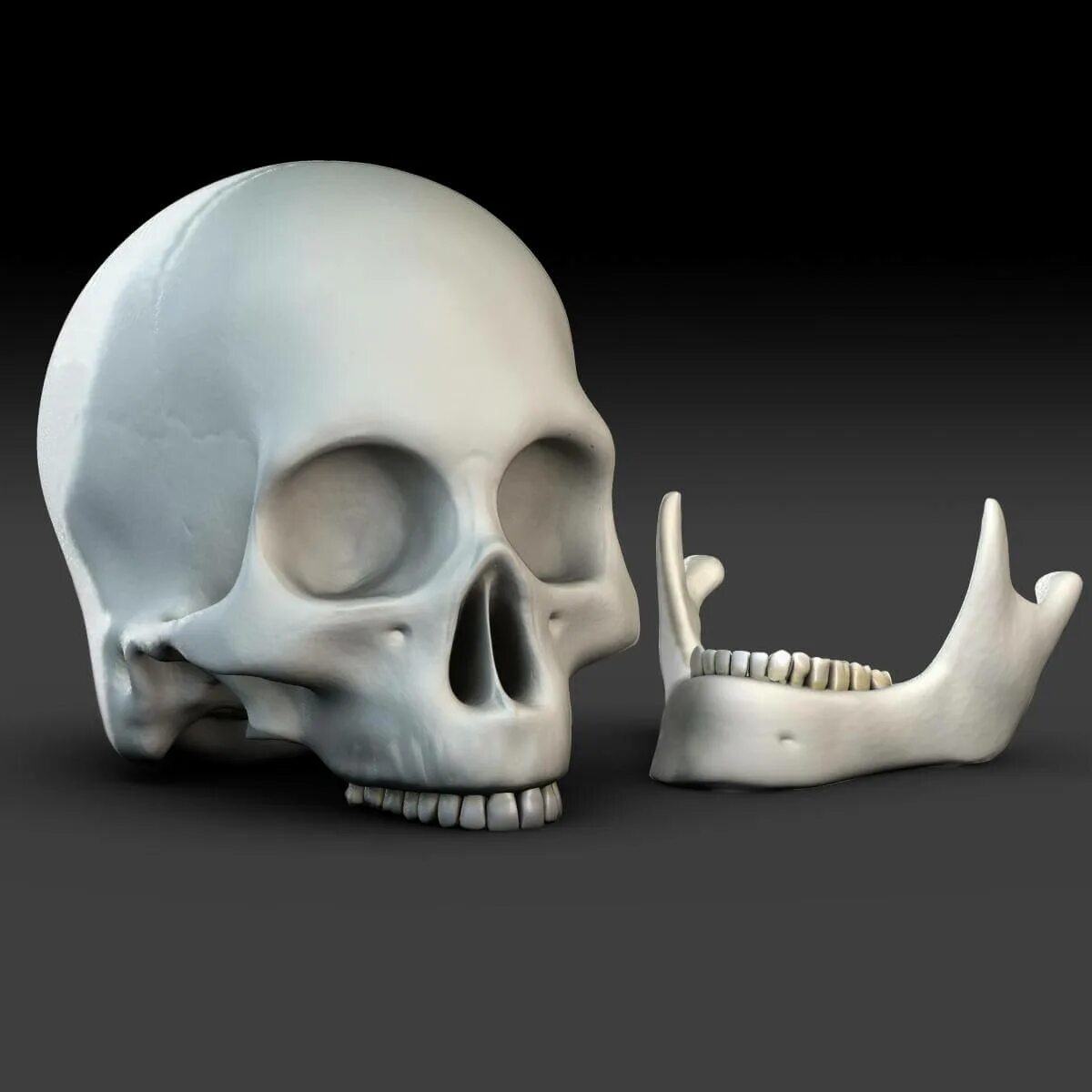 Череп на 3д принтере. Модель черепа 3d artcam. трехмерная модель черепа. череп человека 3д модель. 3d модель челюсти.