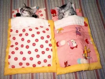 Как уложить котенка спать