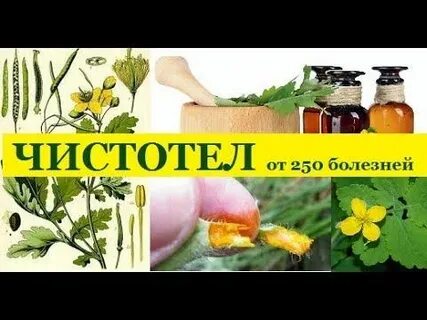 Лечебные свойства чистотела и противопоказания