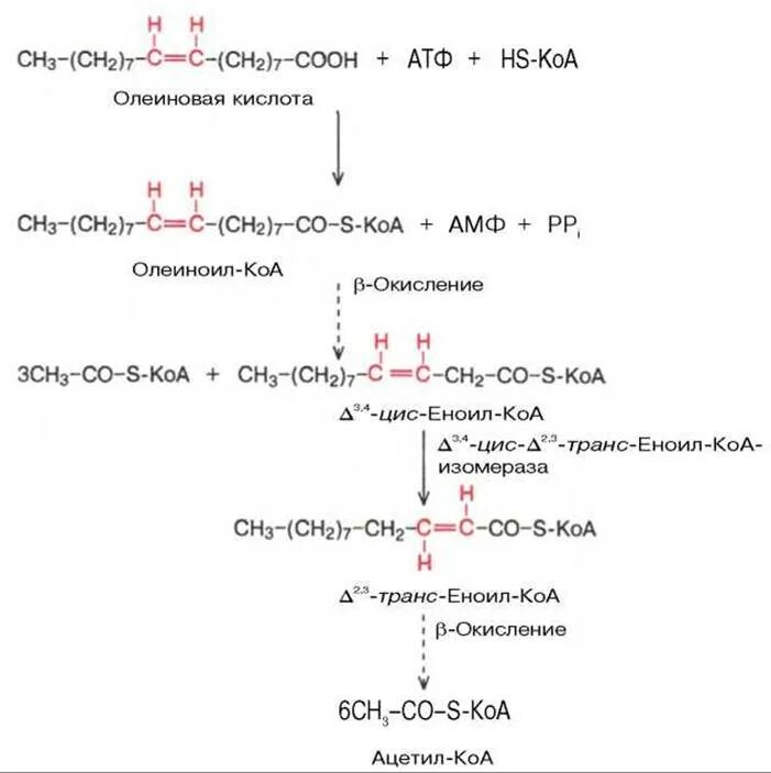 Бета окисление олеиновой кислоты. Схема бета окисления жирных кислот. Бета окисление олеиновой кислоты реакции. Бета окисление олеиновой кислоты биохимия.