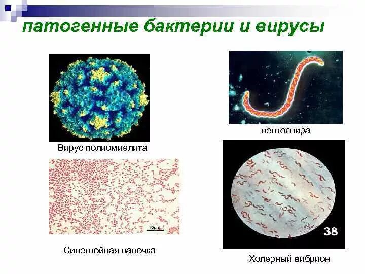 Болезнетворная бактерия 6. Патогенные бактерии. Болезнетворные бактерии. Болезнетворные микроорганизмы называются. Патогенными называются бактерии.