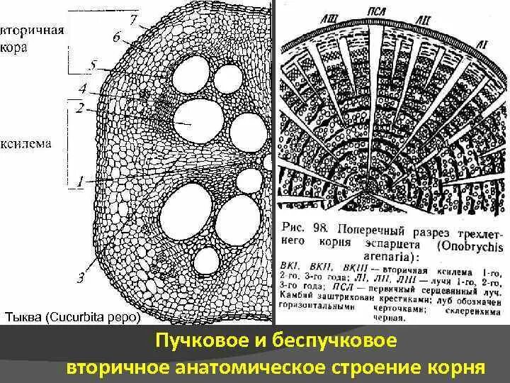 В корне вторичного анатомического строения имеются
