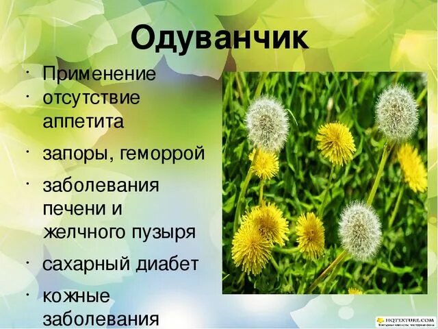 Одуванчик лекарственное растение. Стебель одуванчика. Одуванчик полезное растение. Одуванчик применение. Какой болезни одуванчик