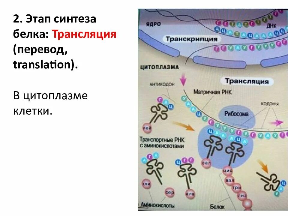 Установите правильную последовательность биосинтеза белков