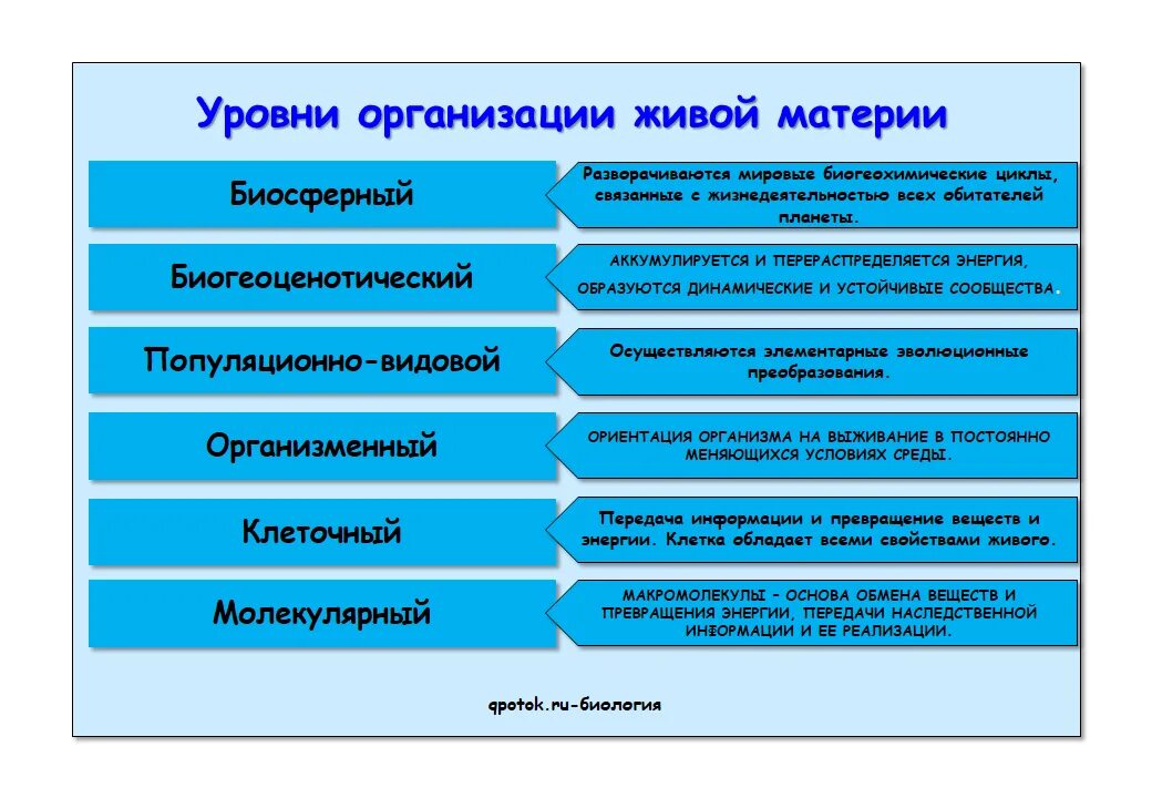 Биология таблица уровни организации живых систем. Уровни организации живой материи. Таблица уровни организации живых организмов 5 класс. Уровни организации животной материи. Уровень организмов живой природы