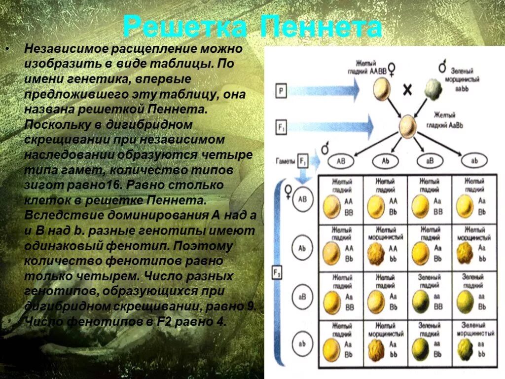 Дигибридное скрещивание решетка. Решетка Пеннета генотип. Решетка Пеннета по дигибридному скрещиванию. Независимое наследование решетка Пеннета. Решётка Пеннета для дигибридного скрещивания по генотипу.