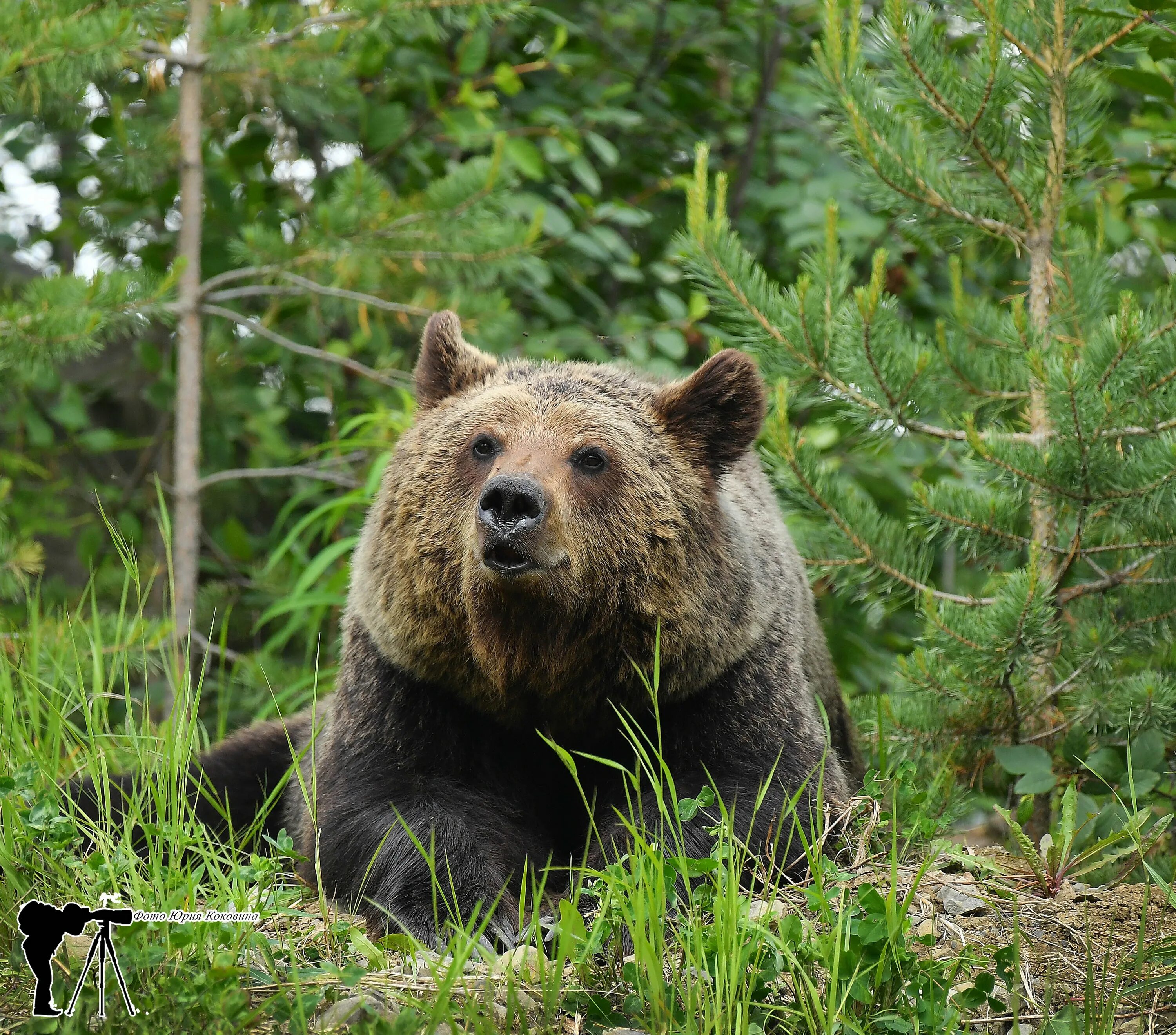Якутская мишка. В якутии вахтовики взорвали медведя. Медведи в нерюнгри. Медведь в якутии. Медведь зимой в лесу.