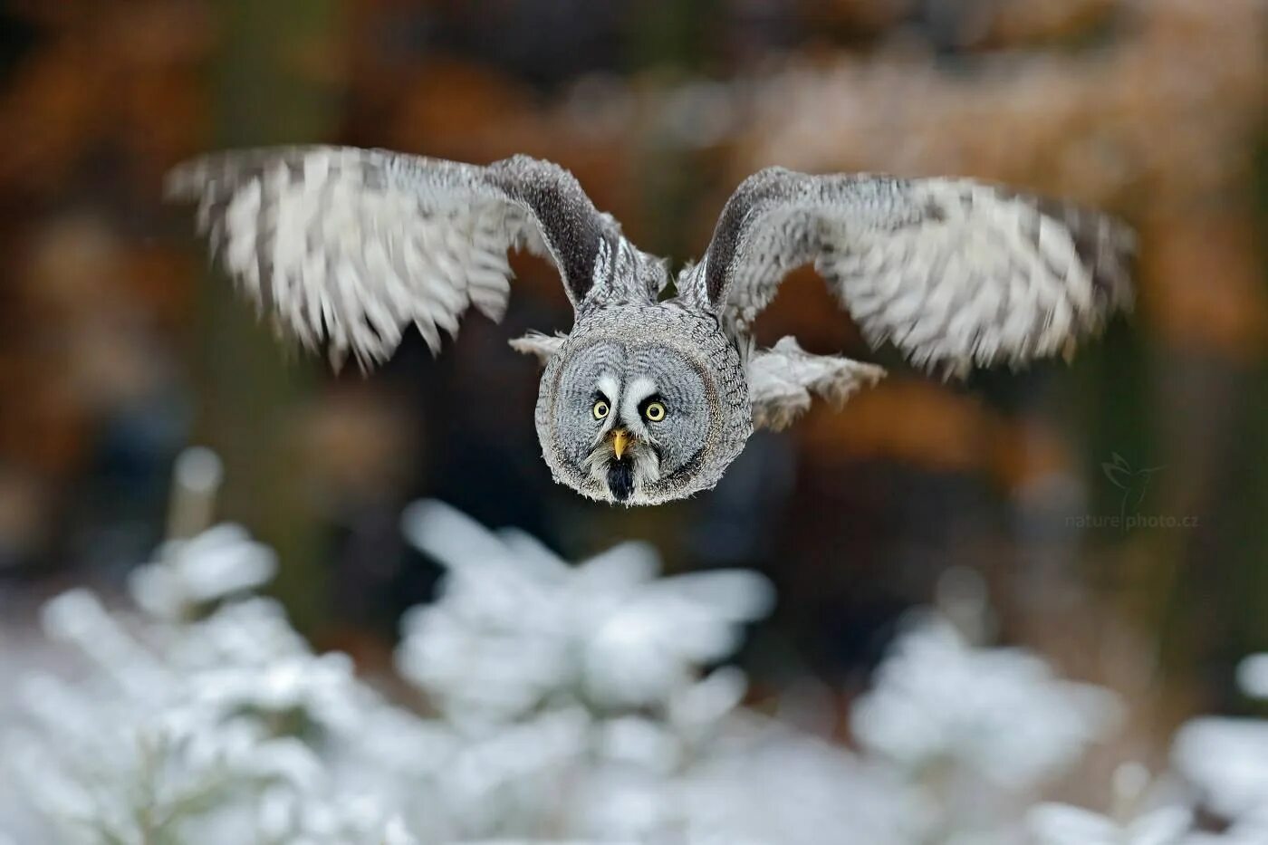 Снежные Совы спят. Как спят снежные Совы фото. Бело серая Сова. Great Grey Owl Fly. Серая сова на китайском