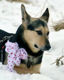 Лайка овчарки фото
