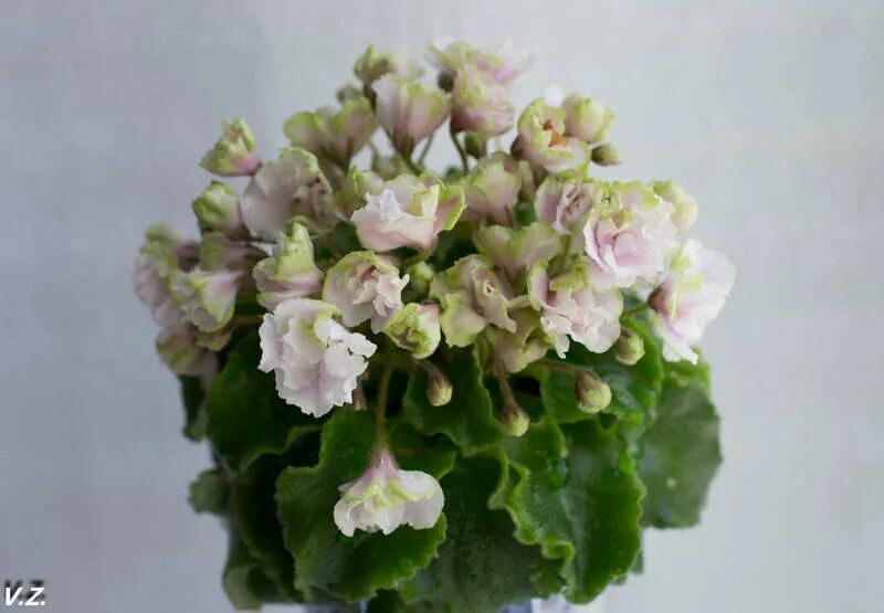 химера мечта