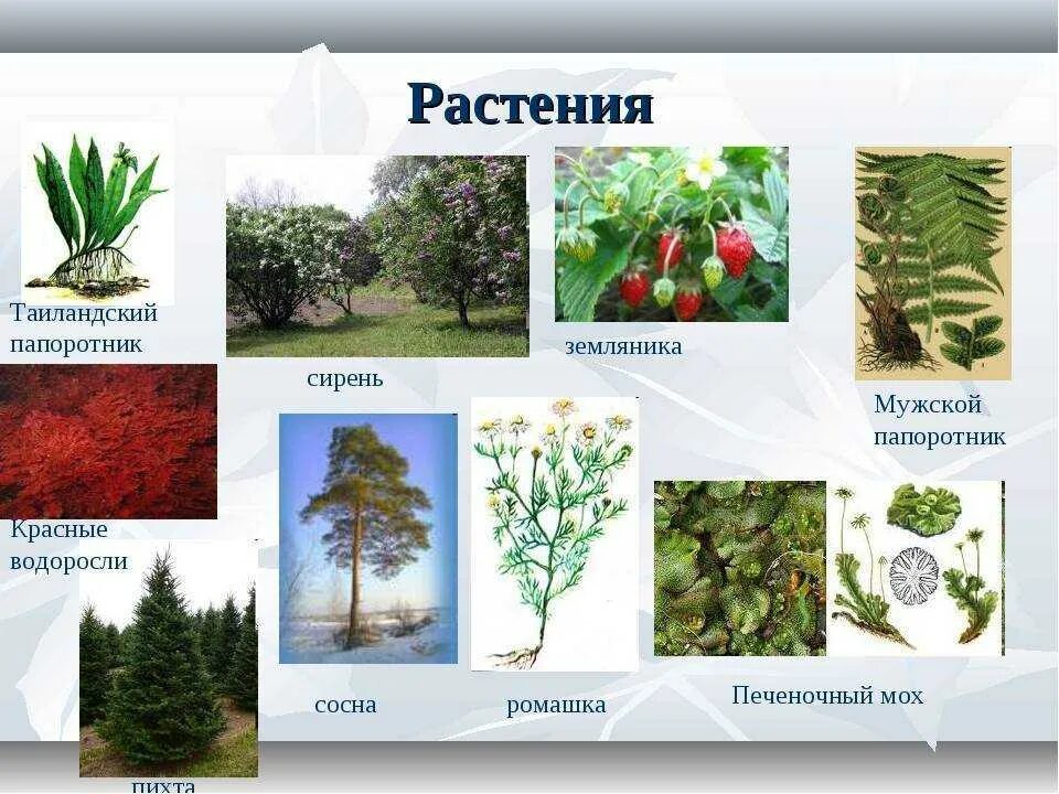 Какие растения есть в евразии