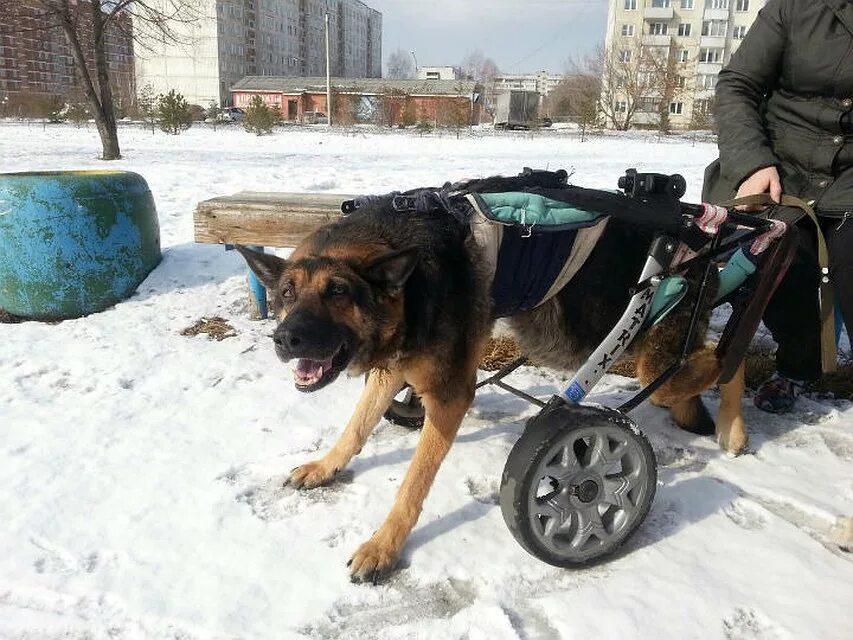 Почему у собаки отказывают лапы. Коляска для немецкой овчарки. коляска для старой собаки. инвалидная коляска для собак на передние лапы. инвалидная коляска для собак на задние лапы.