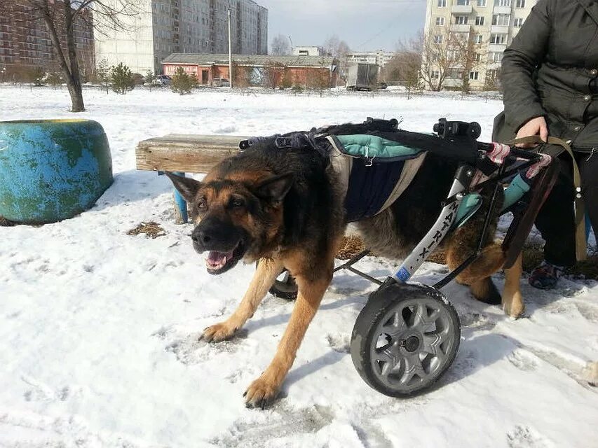 У собаки отказывают лапы причины. Коляска для немецкой овчарки. Коляска для старой собаки. Инвалидная коляска для собак на передние лапы. Инвалидная коляска для собак на задние лапы.