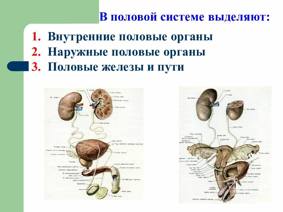 Почему внутренние половые. Половая система человека. Половая система человека анатомия. Половая система лекция. Половая система презентация.