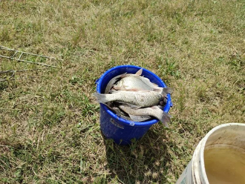 белый амур 10 кг. рыбалка абинск крымск. рыбалка во владимирской области в контакте. рыбалка абинск крымск. рыбацкий.